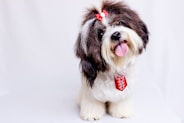 a brown and white dog with a red bow on it's head
