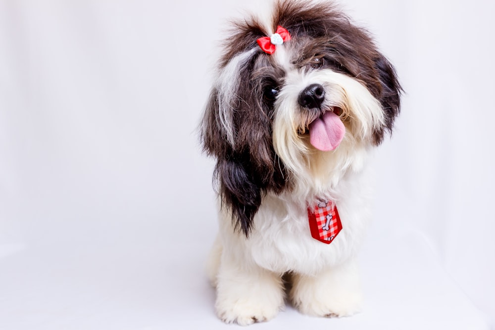 Un cane marrone e bianco con un fiocco rosso sulla testa