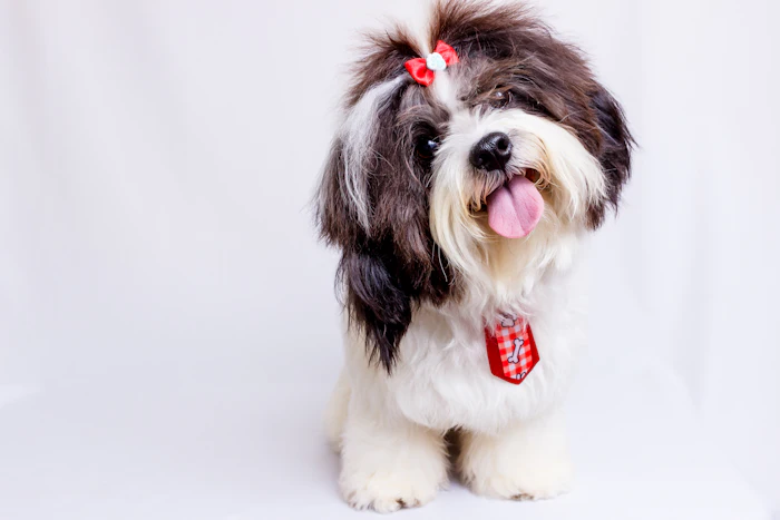 Shih Tzu con moño rojo