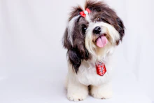 A small dog with a red bow on its head, freshly groomed