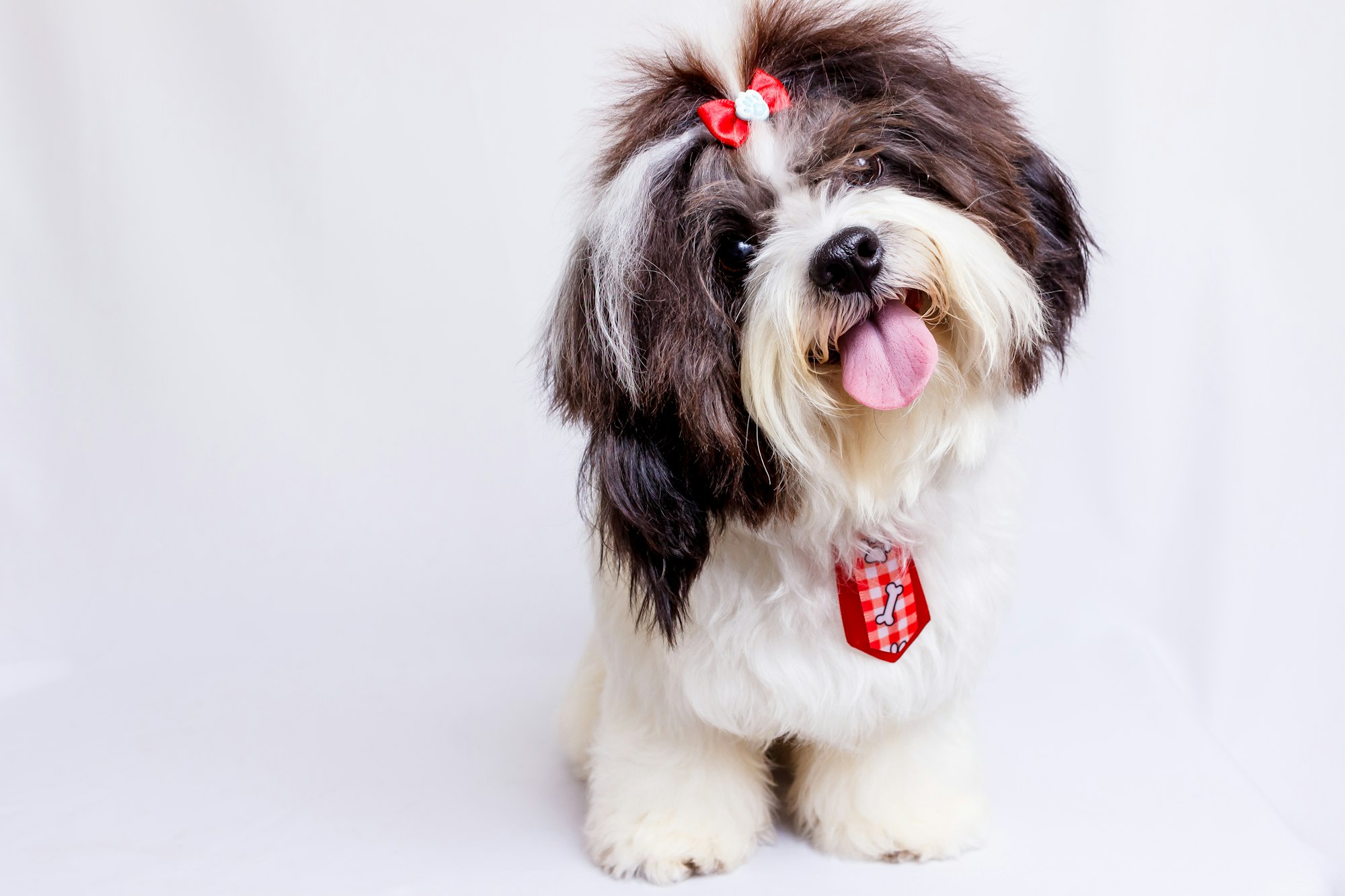 a brown and white Shih Tzu dog with a red bow on it's head