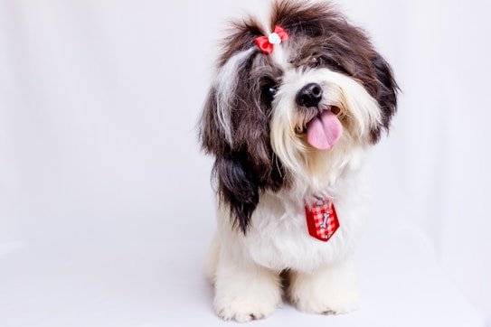A fluffy dog with a black and white coat is wearing a red bow on its head and a red checkered collar with a bone design. The dog's tongue is playfully sticking out, and its fur is neatly groomed.