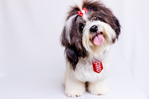 A fluffy dog with a black and white coat is wearing a red bow on its head and a red checkered collar with a bone design. The dog's tongue is playfully sticking out, and its fur is neatly groomed.