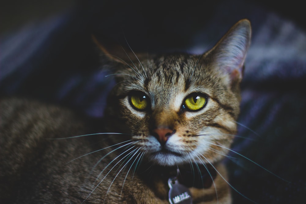 Foto de gato atigrado marrón