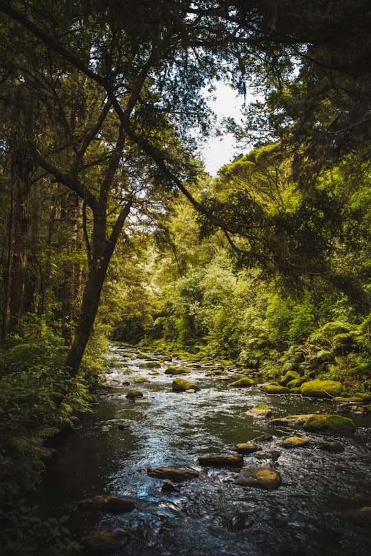 green leaf tree in Whangarei New Zealand