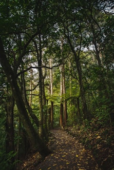 green leafed trees