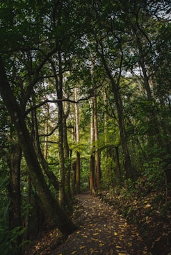 green leafed trees