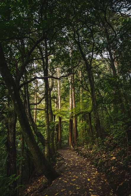 green leafed trees