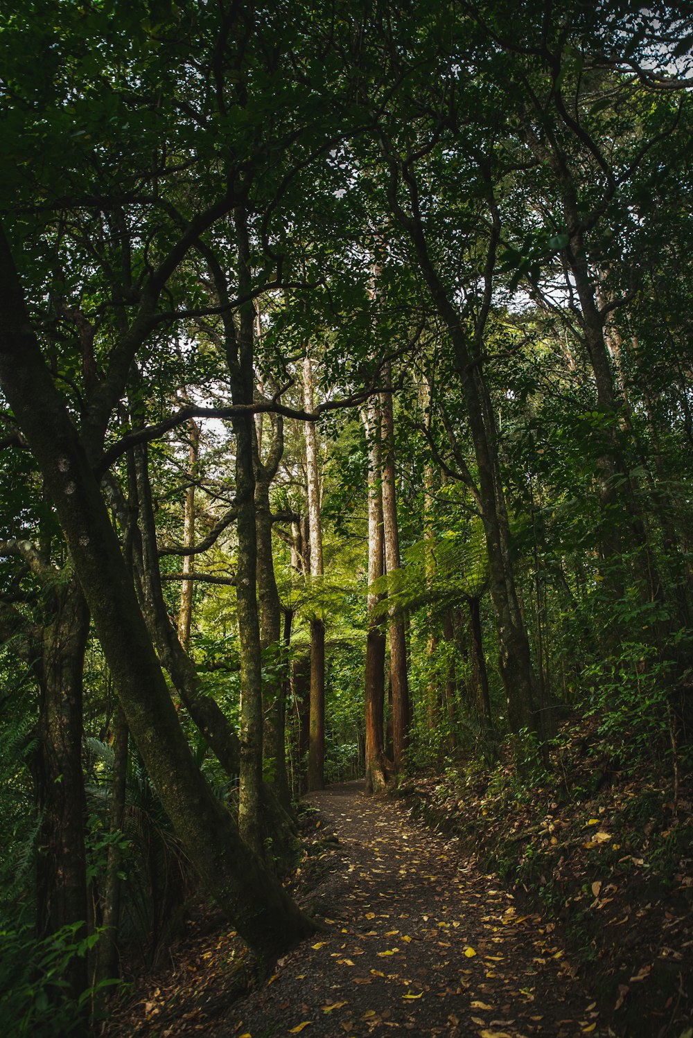 alberi a foglia verde