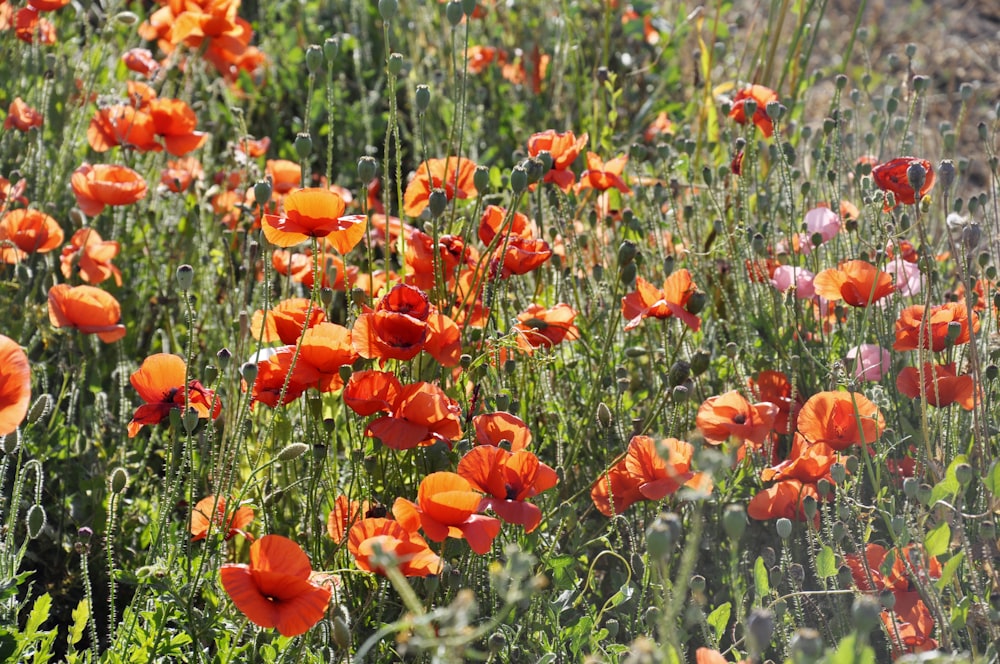 orange flower field