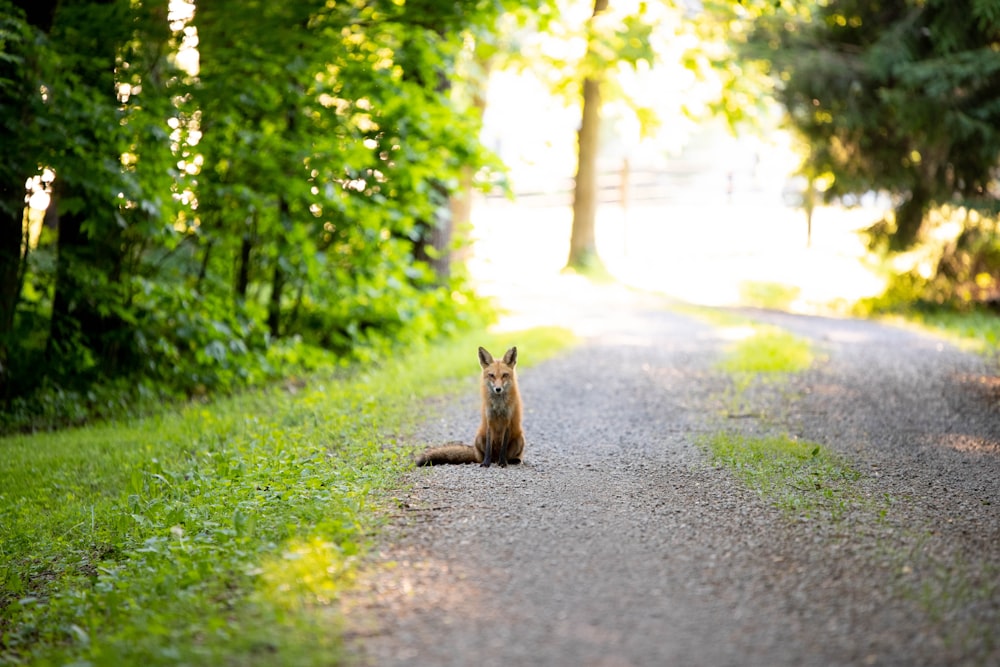 red fox on on the middle of road