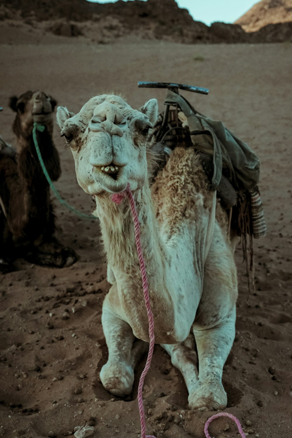white camel sitting on sand