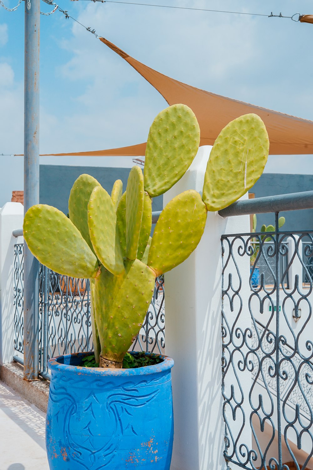 green cactus in blue pot near gate