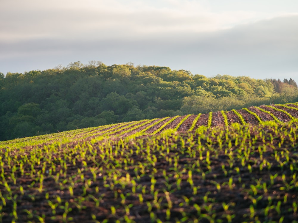 landscape photography of green field