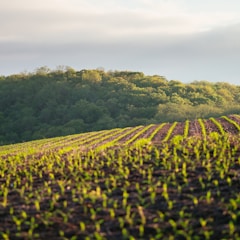 landscape photography of green field