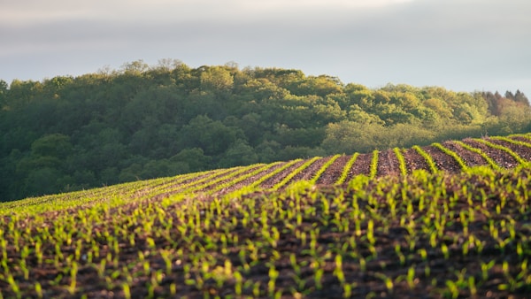 landscape photography of green field