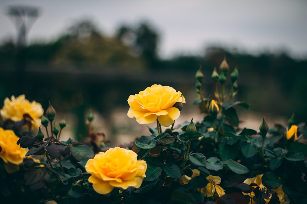 yellow petaled flowers