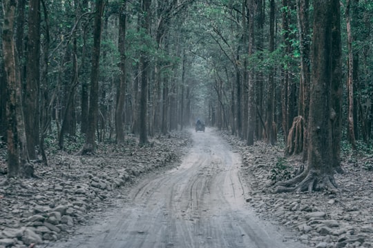 forest trail in Jim Corbett National Park India