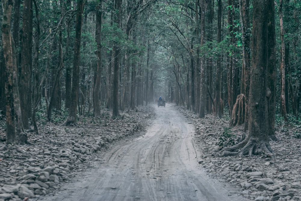 forest trail