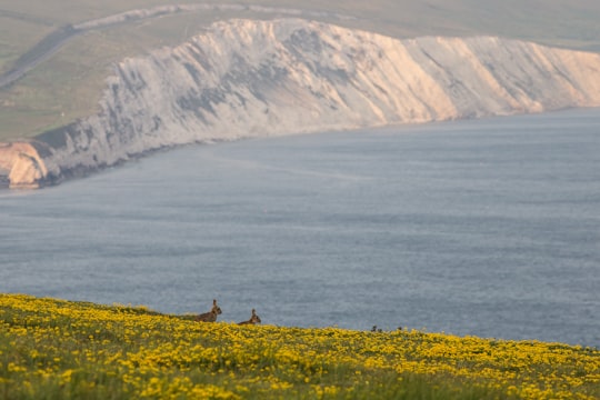 yellow flower field near body of water in Tennyson Down United Kingdom