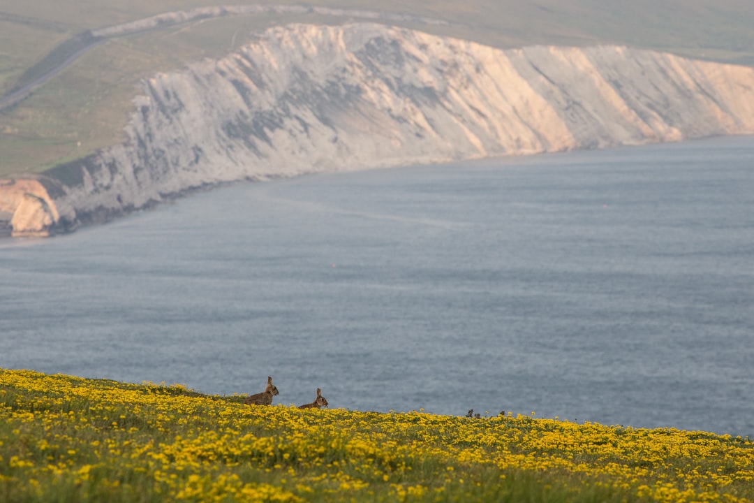 Tundra photo spot Tennyson Down United Kingdom