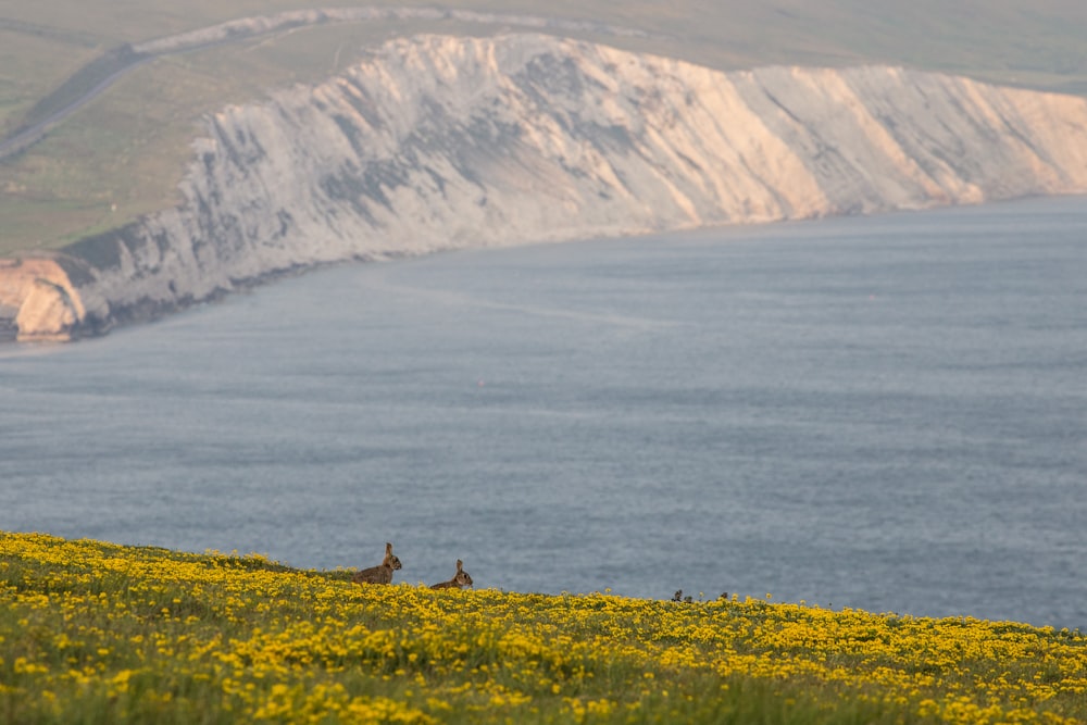 yellow flower field near body of water