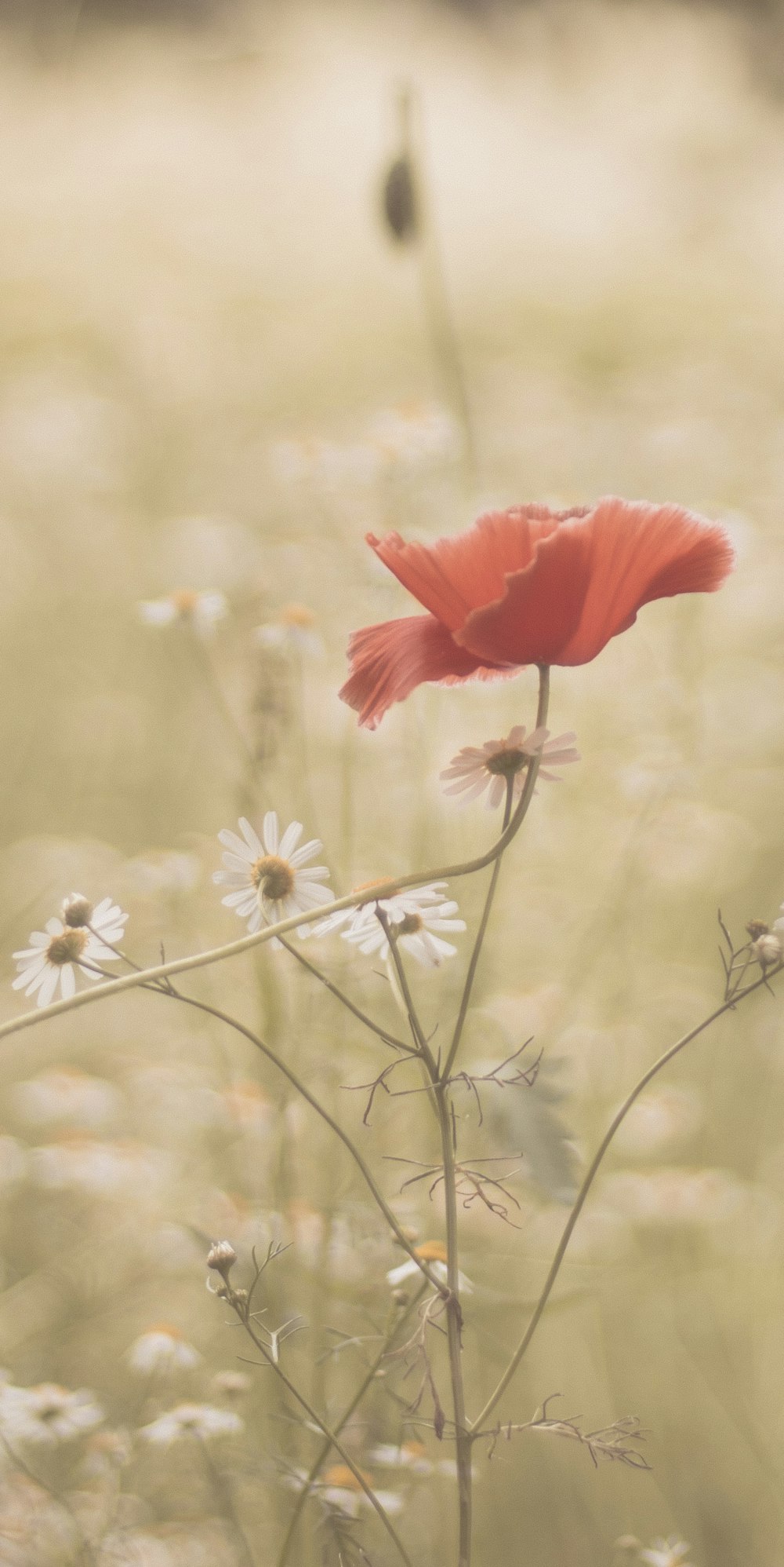 shallow focus photography of red flowering plant