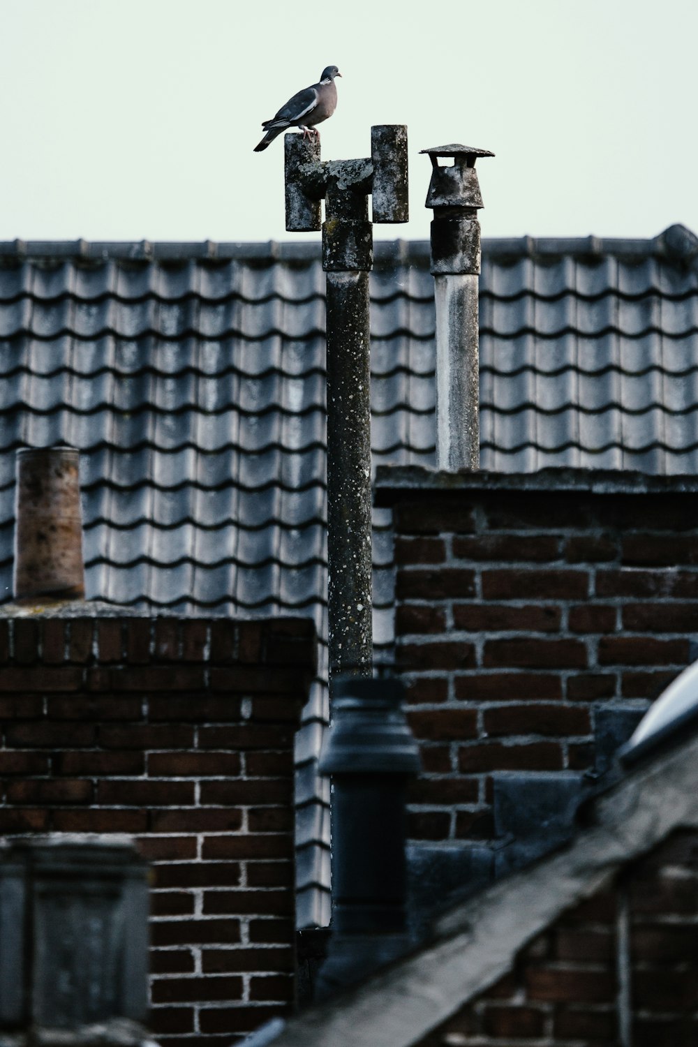 photo of bird near roof