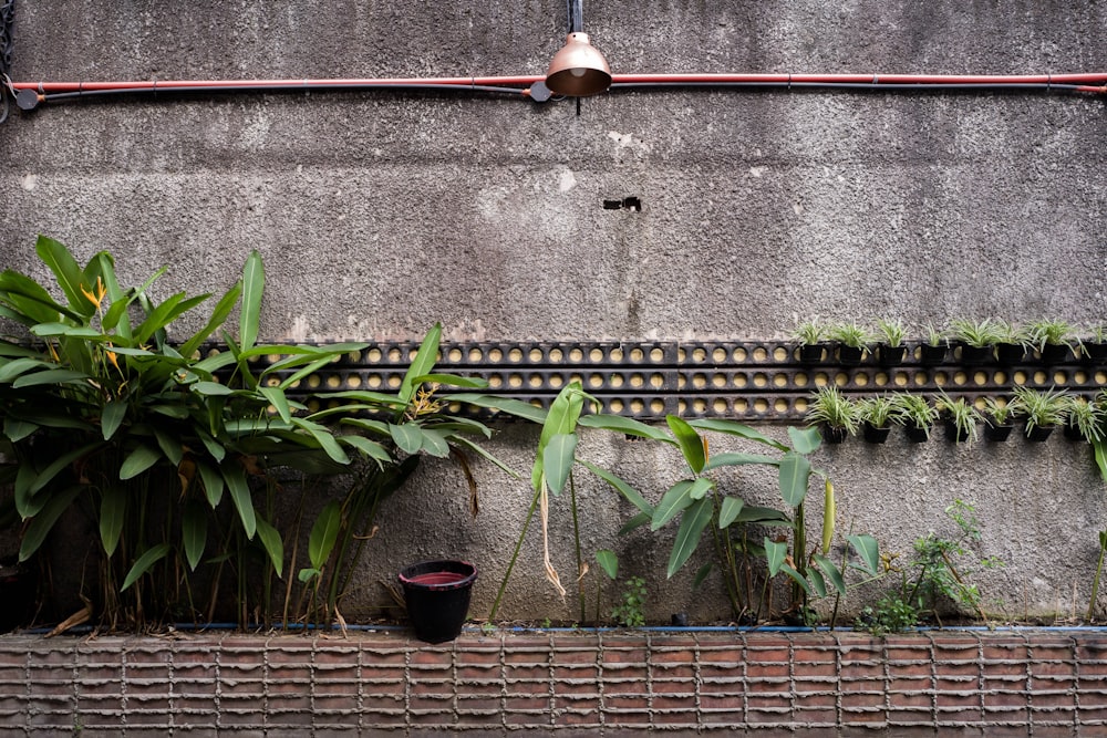 緑の植物