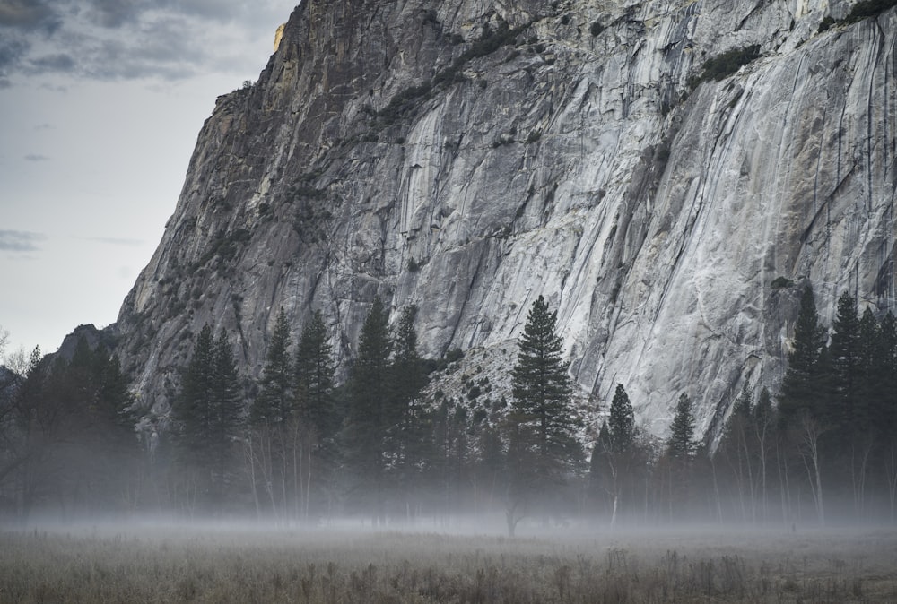 fog on tree forest