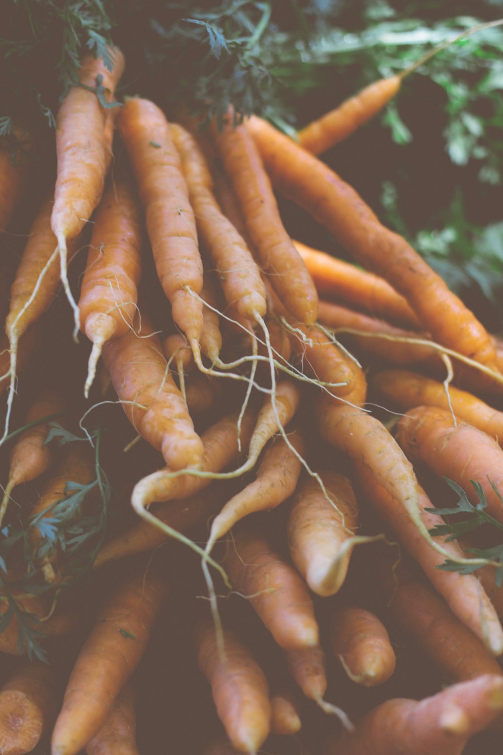 a pile of carrots sitting next to each other