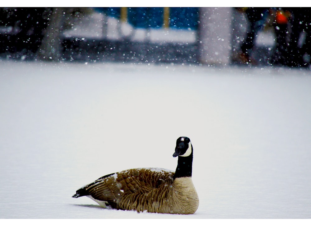 Canadian goose on snow covered ground