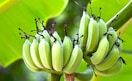 shallow focus photography of banana