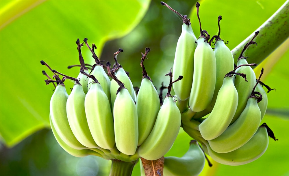 Fotografia de foco raso de banana