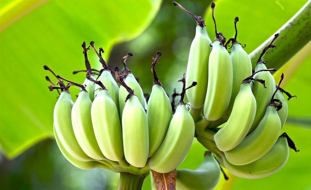 fotografia a fuoco superficiale di banana