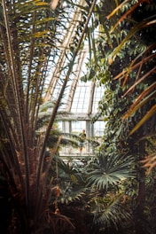 A gardener gently tending to a vibrant tropical plant in a sunlit greenhouse.