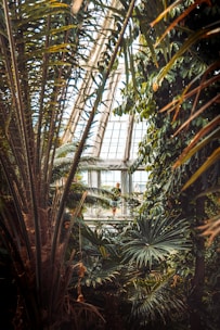 A gardener gently tending to a vibrant tropical plant in a sunlit greenhouse.