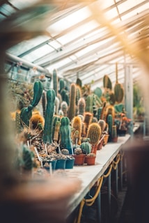 green cacti on table