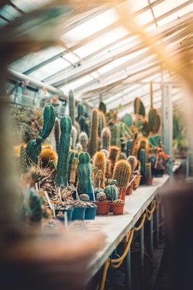 green cacti on table