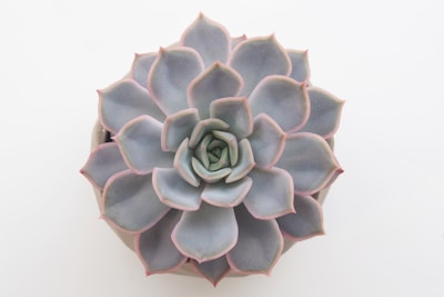 A succulent plant with fleshy, symmetrical leaves arranged in a rosette pattern. The leaves exhibit a gradient of pale green to grayish-blue, with subtle pinkish edges. The plant sits in a neutral-toned pot on a white background, highlighting its delicate colors and structure.