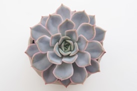 A succulent plant with fleshy, symmetrical leaves arranged in a rosette pattern. The leaves exhibit a gradient of pale green to grayish-blue, with subtle pinkish edges. The plant sits in a neutral-toned pot on a white background, highlighting its delicate colors and structure.