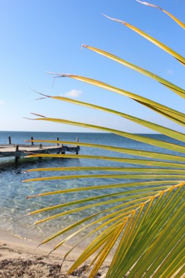 A sandy beach with a clear turquoise sea stretching into the horizon. A wooden pier extends into the water, and a bright blue sky is overhead. Large palm fronds dominate the right side of the image, adding a tropical feel.
