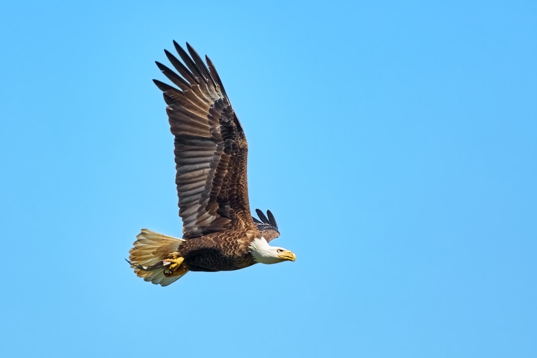 flying bald eagle