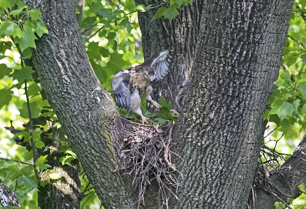 oiseau sur l’arbre pendant la journée