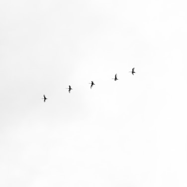 five black bird flying on sky