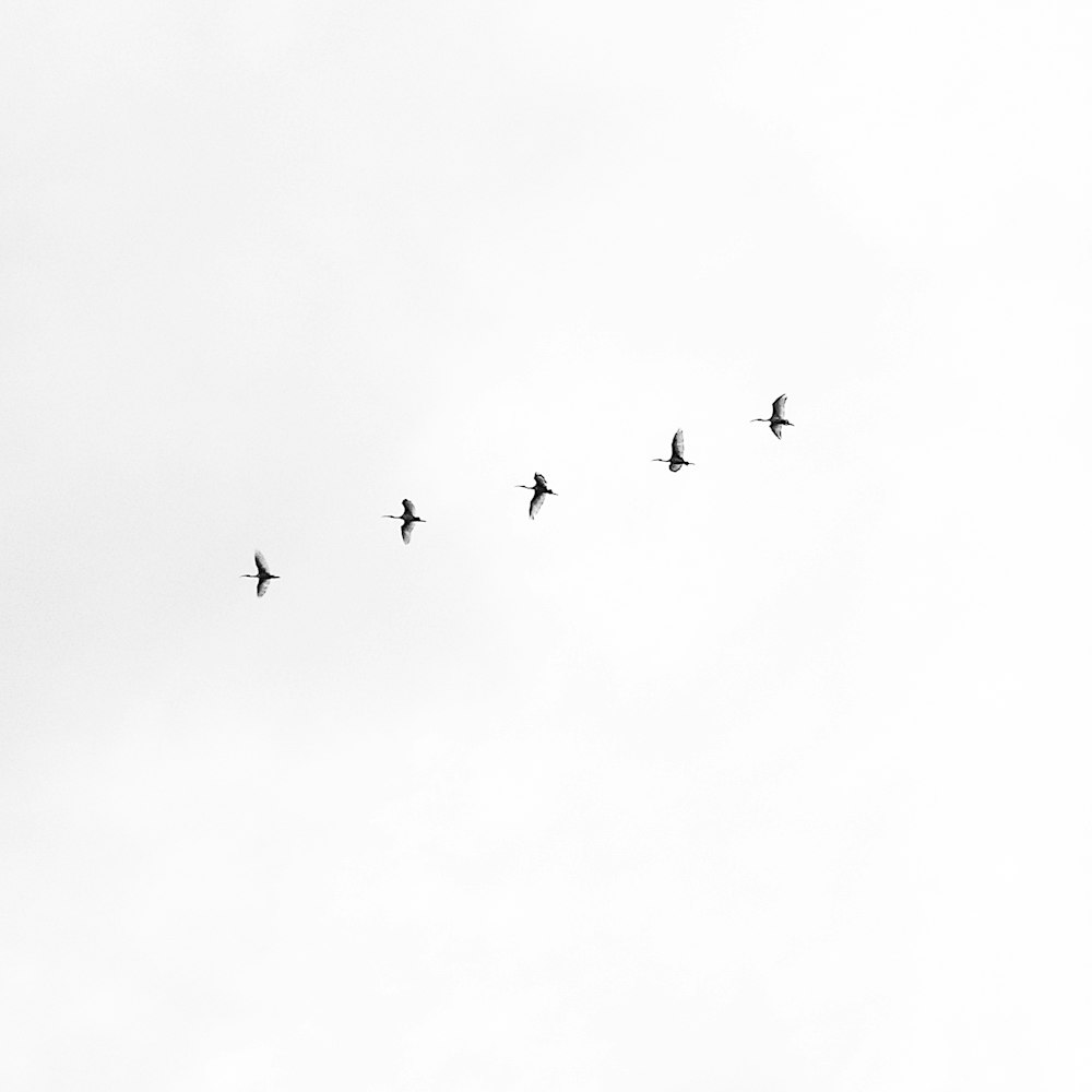 Cinco pássaros pretos voando no céu
