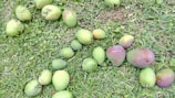 A variety of mangoes are spread out on a grass-covered ground. The mangoes differ in size and ripeness, with colors ranging from green to a purplish hue. The grass appears lush and green, providing a natural backdrop.