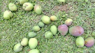 A variety of mangoes are spread out on a grass-covered ground. The mangoes differ in size and ripeness, with colors ranging from green to a purplish hue. The grass appears lush and green, providing a natural backdrop.