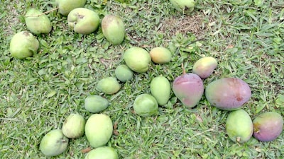 A variety of mangoes are spread out on a grass-covered ground. The mangoes differ in size and ripeness, with colors ranging from green to a purplish hue. The grass appears lush and green, providing a natural backdrop.