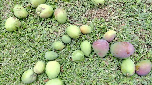 A variety of mangoes are spread out on a grass-covered ground. The mangoes differ in size and ripeness, with colors ranging from green to a purplish hue. The grass appears lush and green, providing a natural backdrop.